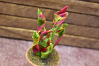 Miniature parts Potted foliage plant [PNL25] (1/12 scale)