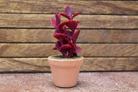 Miniature parts Potted foliage plant [PNL26] (1/12 scale)