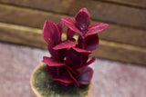 Miniature parts Potted foliage plant [PNL26] (1/12 scale)