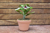 Miniature parts Potted foliage plant [PNL27] (1/12 scale)