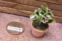 Miniature parts Potted foliage plant [PNL27] (1/12 scale)