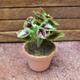 Miniature parts Potted foliage plant [PNL27] (1/12 scale)