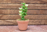 Miniature parts Potted foliage plant [PNL28] (1/12 scale)