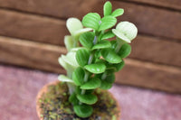 Miniature parts Potted foliage plant [PNL28] (1/12 scale)