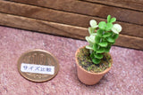 Miniature parts Potted foliage plant [PNL28] (1/12 scale)