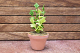 Miniature parts Potted foliage plant [PNL29] (1/12 scale)