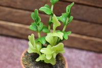 Miniature parts Potted foliage plant [PNL29] (1/12 scale)