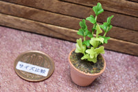 Miniature parts Potted foliage plant [PNL29] (1/12 scale)