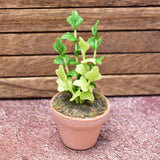 Miniature parts Potted foliage plant [PNL29] (1/12 scale)