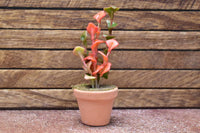 Miniature parts Potted foliage plant [PNL30] (1/12 scale)