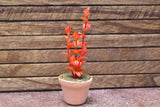 Miniature parts Potted foliage plant [PNL31] (1/12 scale)