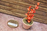 Miniature parts Potted foliage plant [PNL31] (1/12 scale)