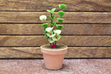 Miniature parts Potted foliage plant [PNL32] (1/12 scale)