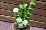 Miniature parts Potted foliage plant [PNL32] (1/12 scale)