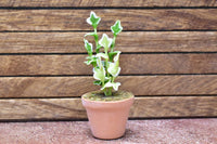 Miniature parts Potted foliage plant [PNL33] (1/12 scale)