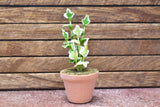 Miniature parts Potted foliage plant [PNL33] (1/12 scale)