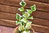 Miniature parts Potted foliage plant [PNL33] (1/12 scale)