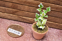 Miniature parts Potted foliage plant [PNL33] (1/12 scale)