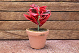 Miniature parts Potted foliage plant [PNL34] (1/12 scale)