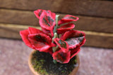 Miniature parts Potted foliage plant [PNL34] (1/12 scale)