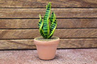 Miniature parts Potted foliage plant [PNL35] (1/12 scale)