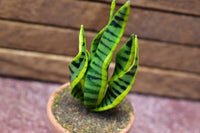 Miniature parts Potted foliage plant [PNL35] (1/12 scale)