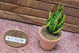 Miniature parts Potted foliage plant [PNL35] (1/12 scale)