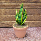 Miniature parts Potted foliage plant [PNL35] (1/12 scale)