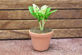 Miniature parts Potted foliage plant [PNL36] (1/12 scale)