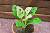 Miniature parts Potted foliage plant [PNL36] (1/12 scale)