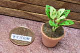 Miniature parts Potted foliage plant [PNL36] (1/12 scale)