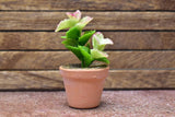 Miniature parts Potted foliage plant [PNL37] (1/12 scale)