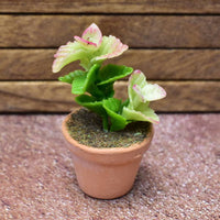 Miniature parts Potted foliage plant [PNL37] (1/12 scale)