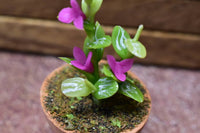 Miniature parts Potted foliage plant [PNL38] (1/12 scale)