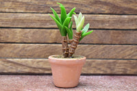 Miniature parts Potted foliage plant [PNL39] (1/12 scale)