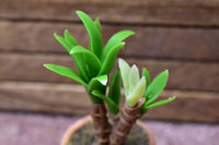 Miniature parts Potted foliage plant [PNL39] (1/12 scale)