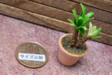 Miniature parts Potted foliage plant [PNL39] (1/12 scale)