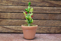 Miniature parts Potted foliage plant [PNL40] (1/12 scale)