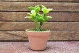 Miniature parts Potted foliage plant [PNL42] (1/12 scale)