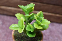 Miniature parts Potted foliage plant [PNL42] (1/12 scale)