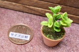 Miniature parts Potted foliage plant [PNL42] (1/12 scale)