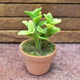 Miniature parts Potted foliage plant [PNL42] (1/12 scale)