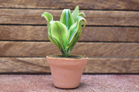 Miniature parts Potted foliage plant [PNL43] (1/12 scale)