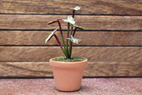 Miniature parts Potted foliage plant [PNL44] (1/12 scale)