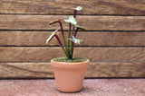 Miniature parts Potted foliage plant [PNL44] (1/12 scale)