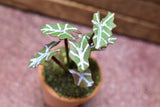 Miniature parts Potted foliage plant [PNL44] (1/12 scale)