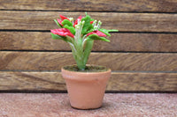 Miniature parts Potted foliage plant [PNL45] (1/12 scale)