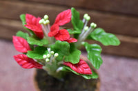 Miniature parts Potted foliage plant [PNL45] (1/12 scale)