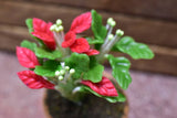 Miniature parts Potted foliage plant [PNL45] (1/12 scale)