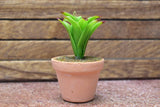 Miniature parts Potted foliage plant [PNL46] (1/12 scale)